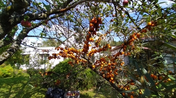 Prodej domu 179 m², Třebechovice pod Orebem