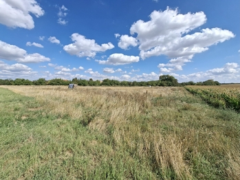 Prodej pozemku 9212 m², Kuchařovice