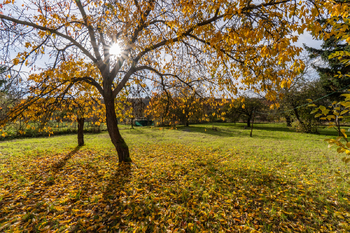 Zahrada - Prodej domu 177 m², Bořanovice