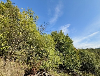 Prodej pozemku 589 m², Bílovice nad Svitavou