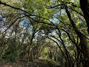 Prodej pozemku 589 m², Bílovice nad Svitavou