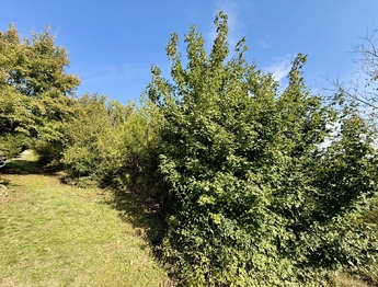 Prodej pozemku 589 m², Bílovice nad Svitavou