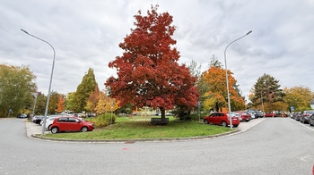 Pronájem bytu 2+1 v osobním vlastnictví 56 m², Šumperk