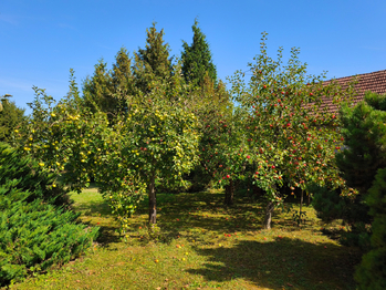 Ovocná zahrada u domu.  - Prodej domu 166 m², Záhornice