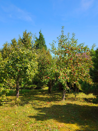 Ovocná zahrada u domu.  - Prodej domu 166 m², Záhornice