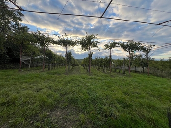Prodej pozemku 3118 m², Dolní Dunajovice