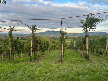 Prodej pozemku 3118 m², Dolní Dunajovice