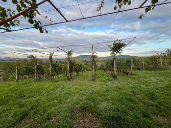 Prodej pozemku 3118 m², Dolní Dunajovice