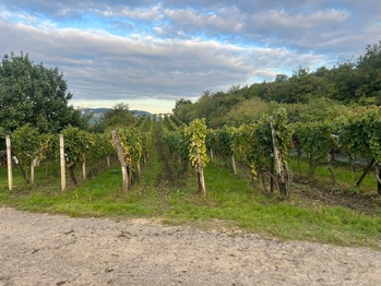 Prodej pozemku 3118 m², Dolní Dunajovice