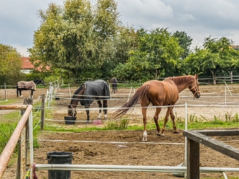 Prodej zemědělského objektu 740 m², Chlumín