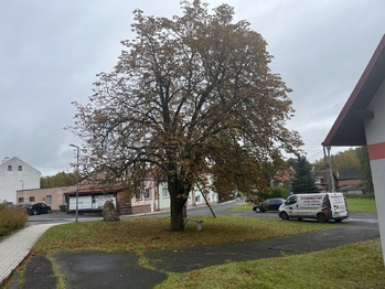 Prodej obchodních prostor 101 m², Mírová