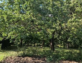 Prodej pozemku 770 m², Sokolnice