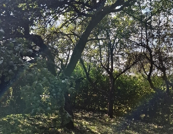 Prodej pozemku 770 m², Sokolnice