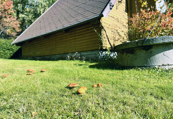 Houby u studny - Prodej chaty / chalupy 76 m², Nejdek
