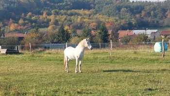 Obec Dětkovice - Prodej domu 145 m², Dětkovice