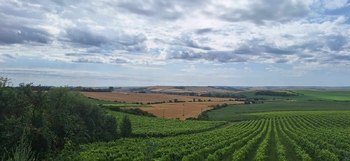 Prodej pozemku 1170 m², Viničné Šumice