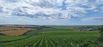Prodej pozemku 1170 m², Viničné Šumice