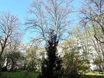 Pronájem bytu 2+kk v osobním vlastnictví 48 m², Praha 3 - Žižkov