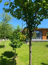 Prodej pozemku 536 m², Srubec