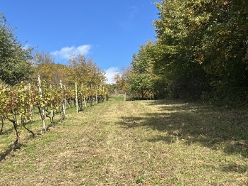 Prodej pozemku 844 m², Vřesovice