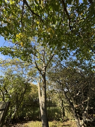 Prodej domu 65 m², Myslibořice