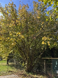 Prodej domu 65 m², Myslibořice