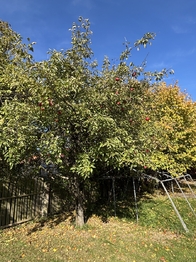 Prodej domu 65 m², Myslibořice