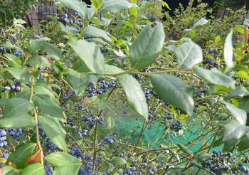 Prodej domu 122 m², Měšice