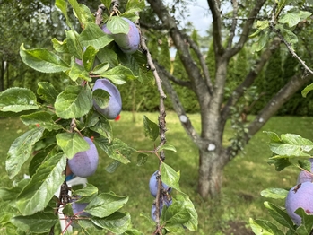 Prodej domu 313 m², Dolní Újezd