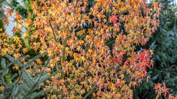 Prodej domu 180 m², Šimonovice