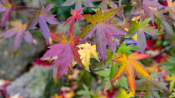 Prodej domu 180 m², Šimonovice