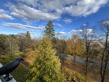 Pronájem bytu 2+1 v družstevním vlastnictví 56 m², Praha 6 - Břevnov