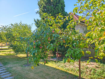 Prostorná zahrada kolem domu s ovocnými stromy. - Prodej domu 230 m², Městec Králové