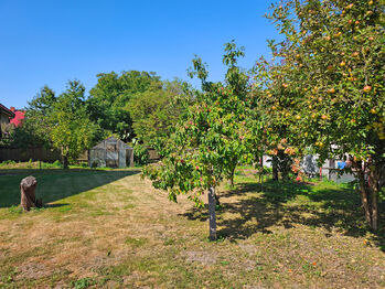 Prostorná zahrada kolem domu s ovocnými stromy. - Prodej domu 230 m², Městec Králové