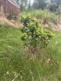 Prodej domu 130 m², Čistá