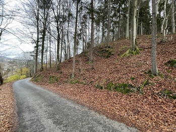 Severní hranice parcely č.1905 se nacházíí přímo u obecní komunikace - Prodej pozemku 5535 m², Železný Brod