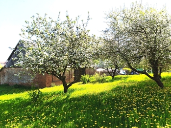 Prodej chaty / chalupy 341 m², Nové Syrovice