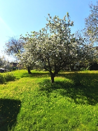 Prodej chaty / chalupy 341 m², Nové Syrovice