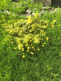 Prodej chaty / chalupy 341 m², Nové Syrovice