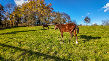 Prodej domu 707 m², Horní Habartice