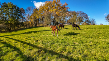 Prodej domu 707 m², Horní Habartice