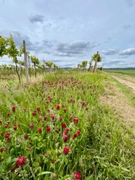 Prodej domu 204 m², Kyjov