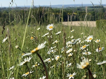 Prodej pozemku 3521 m², Vračovice-Orlov