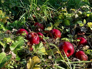 Prodej pozemku 1608 m², Podolí