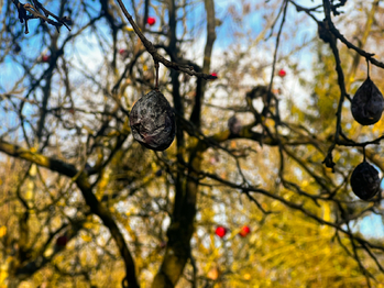 Prodej pozemku 1608 m², Podolí