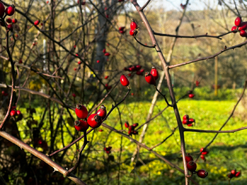 Prodej pozemku 1608 m², Podolí