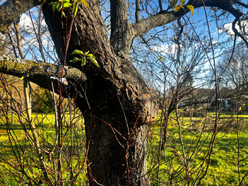 Prodej pozemku 1608 m², Podolí