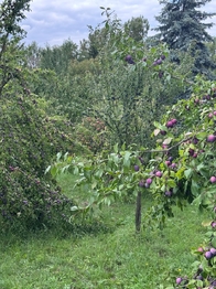 Prodej pozemku 1608 m², Podolí