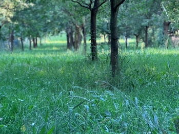 Prodej pozemku 1608 m², Podolí