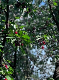 Prodej pozemku 1608 m², Podolí